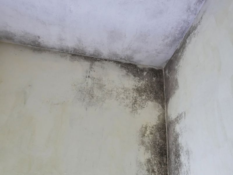 Ceiling Mold Removal in Frisco, TX