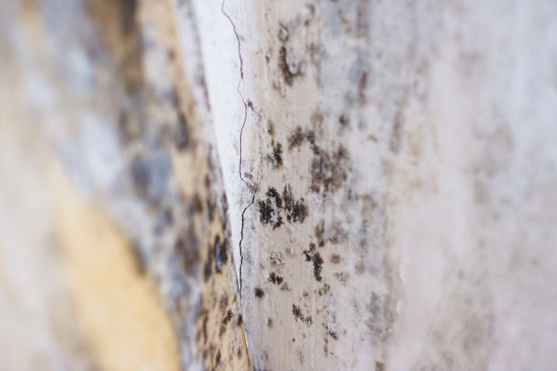 Black Mold Remediation in Bergen County, NJ