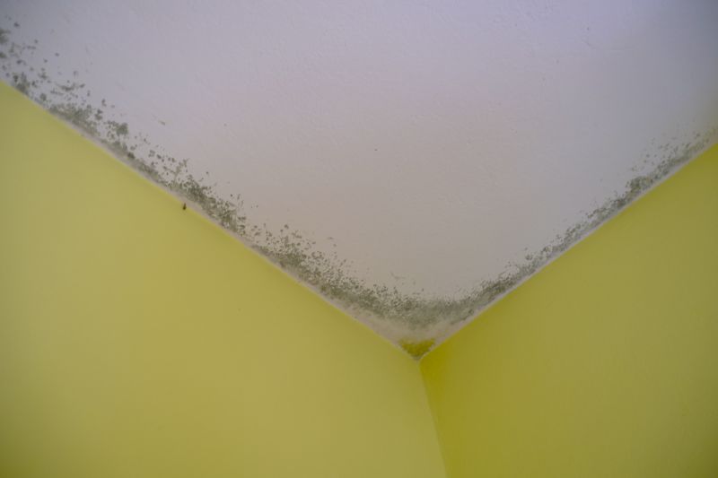 Ceiling Mold Removal in Fort Lauderdale, FL