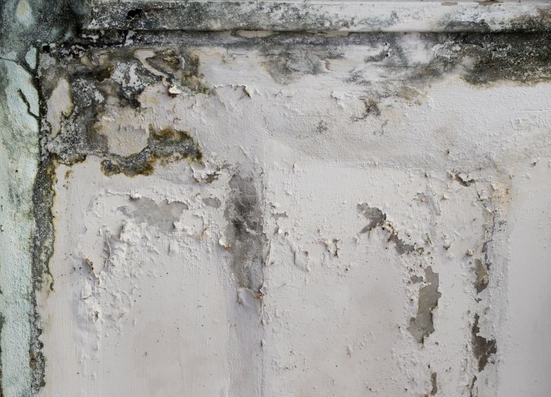 Garage Mold Remediation in Broward County, FL