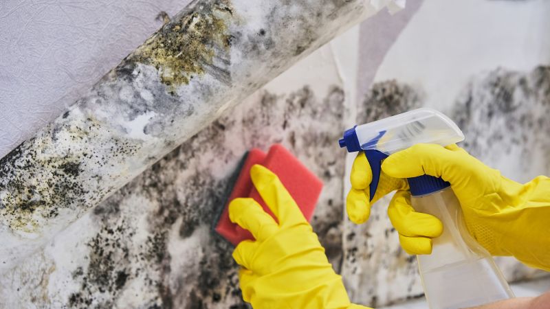 Mold Cleanup Service in Boca Raton, FL