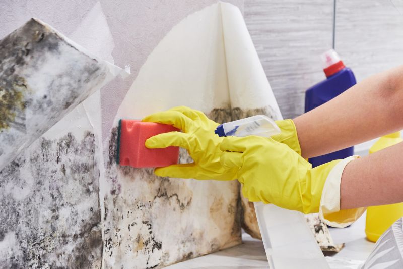 Mold Cleanup Service in Dallas, TX