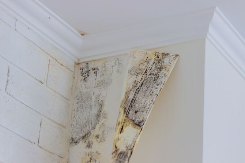 Mold Removal in Essex County, NJ