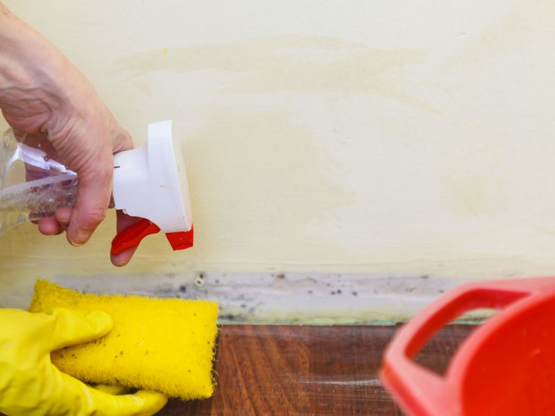 Mold Restoration in Jupiter, FL