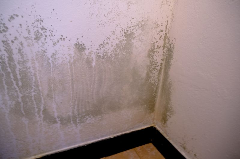White Mold Mitigation in Broward County, FL
