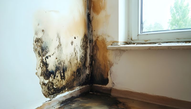 White Mold Mitigation in Fort Worth, TX