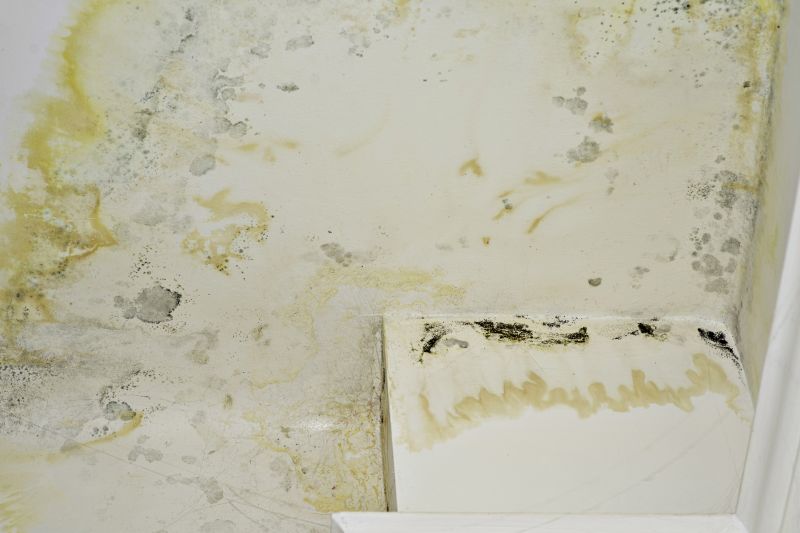 White Mold Mitigation in Essex County, NJ